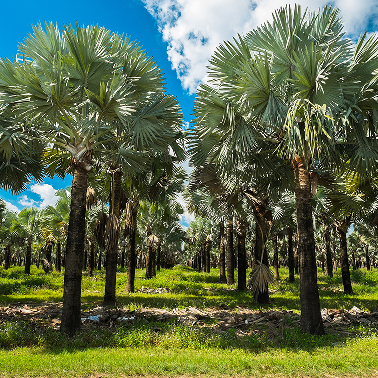 field of palm trees in Cutler Bay