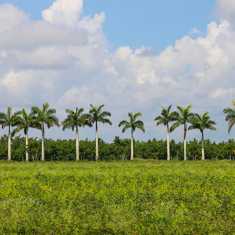 farm land with palm trees in Florida City